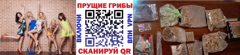 Галлюциногенные грибы Psilocybe  даркнет сайт  Кузнецк 